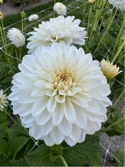 Dahlia Snow Cap