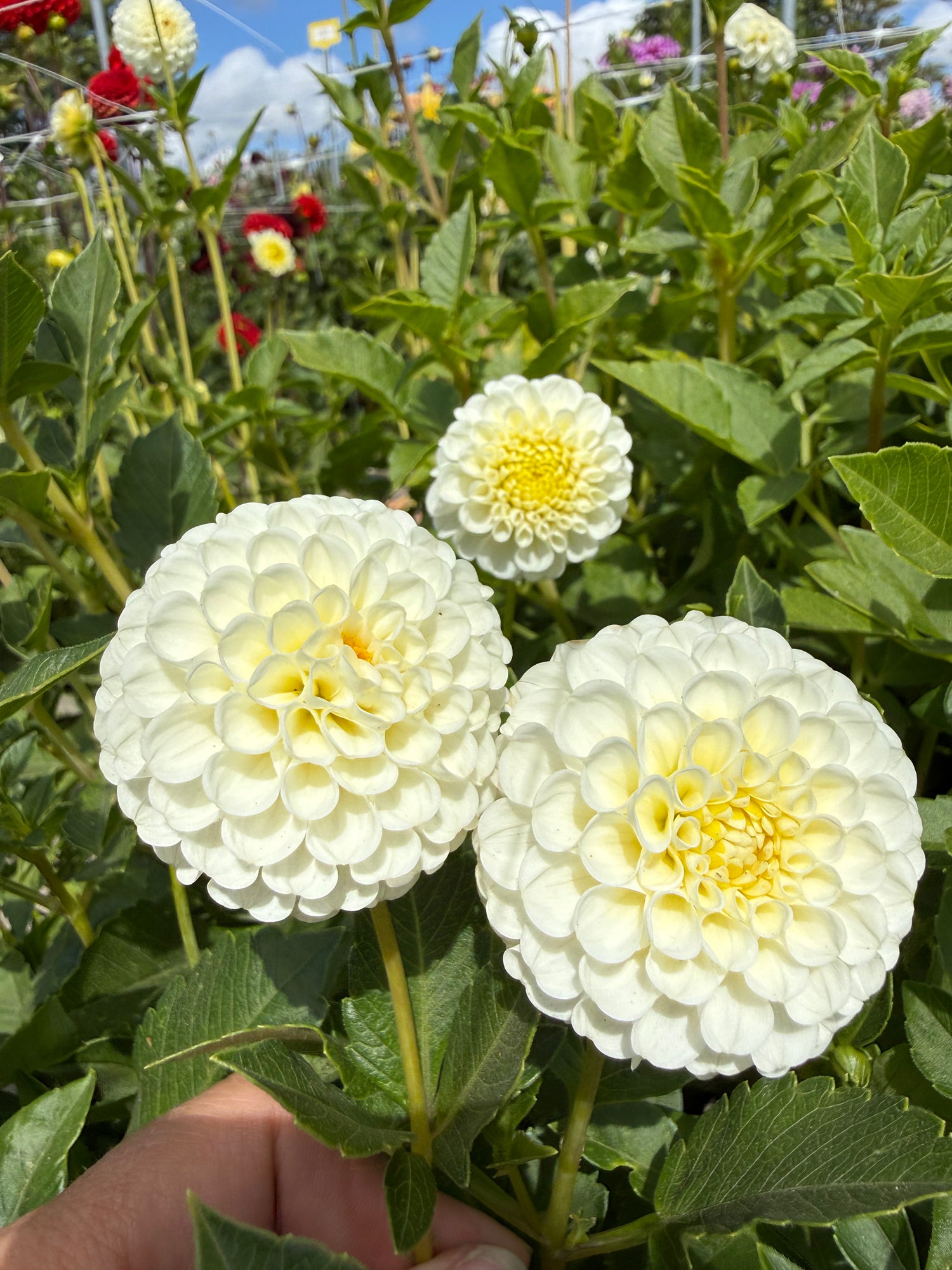 Dahlia Snowflake