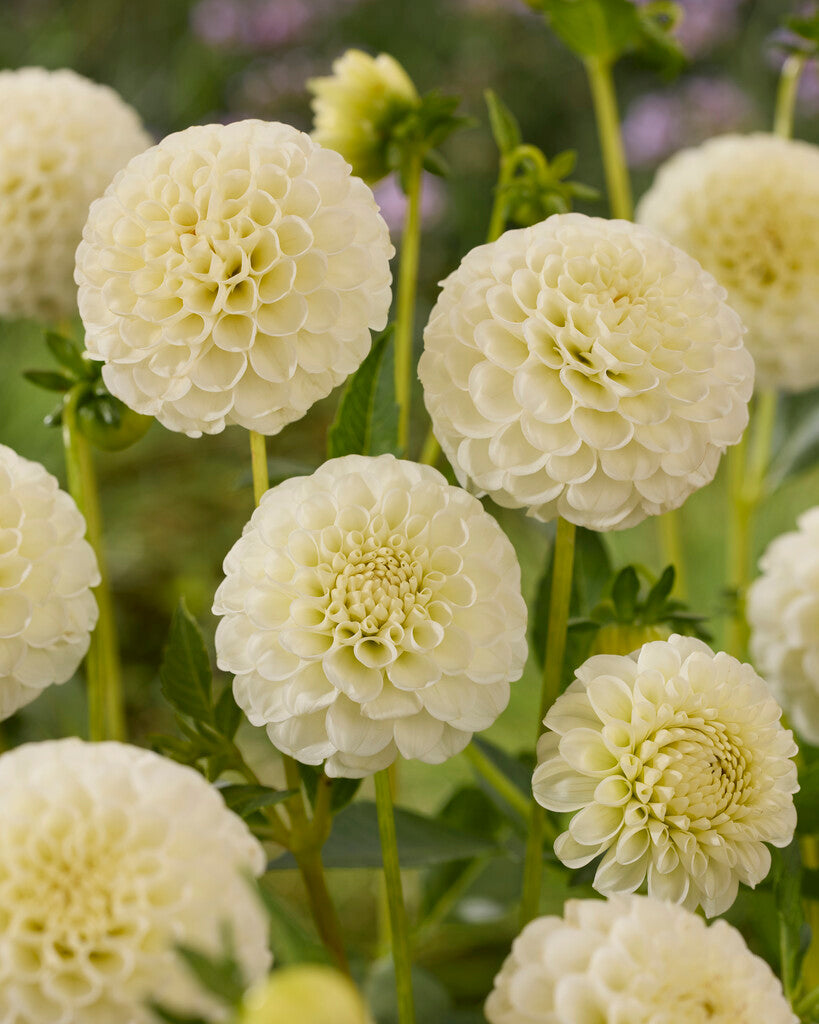 Dahlia Snowflake