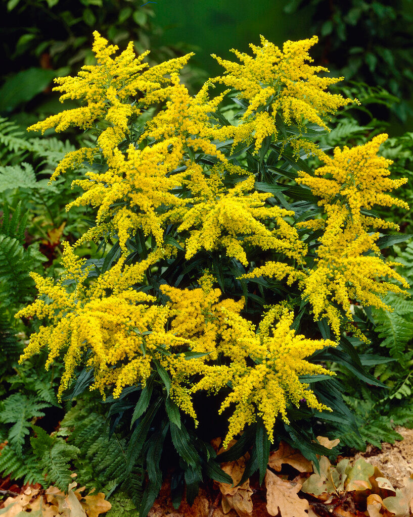 Solidago Strahlenkrone