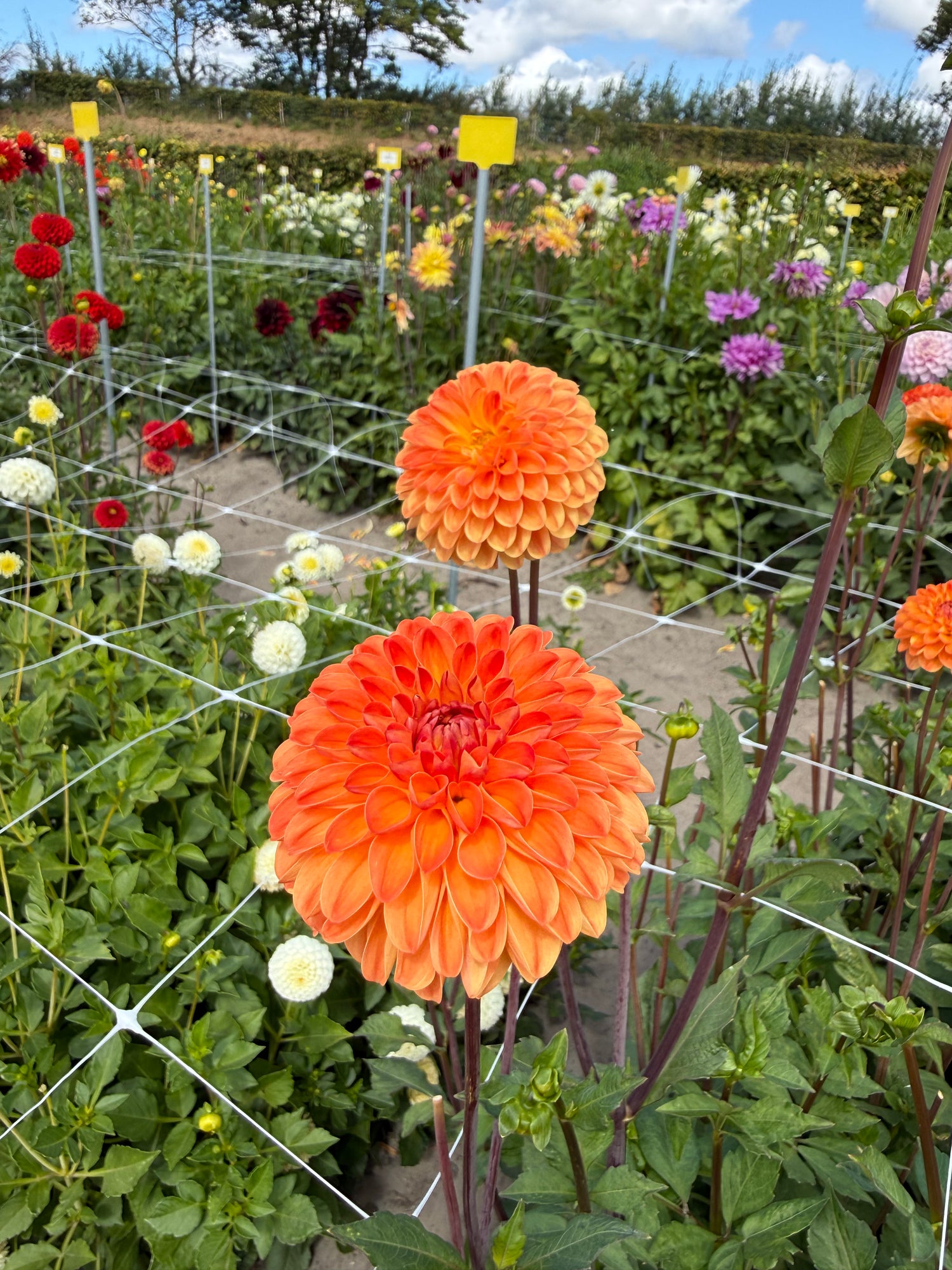 Dahlia Summer Souvenir