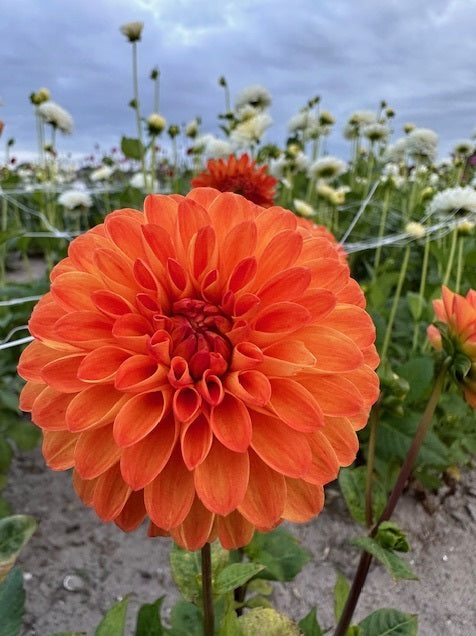 Dahlia Souvenir d'Ete