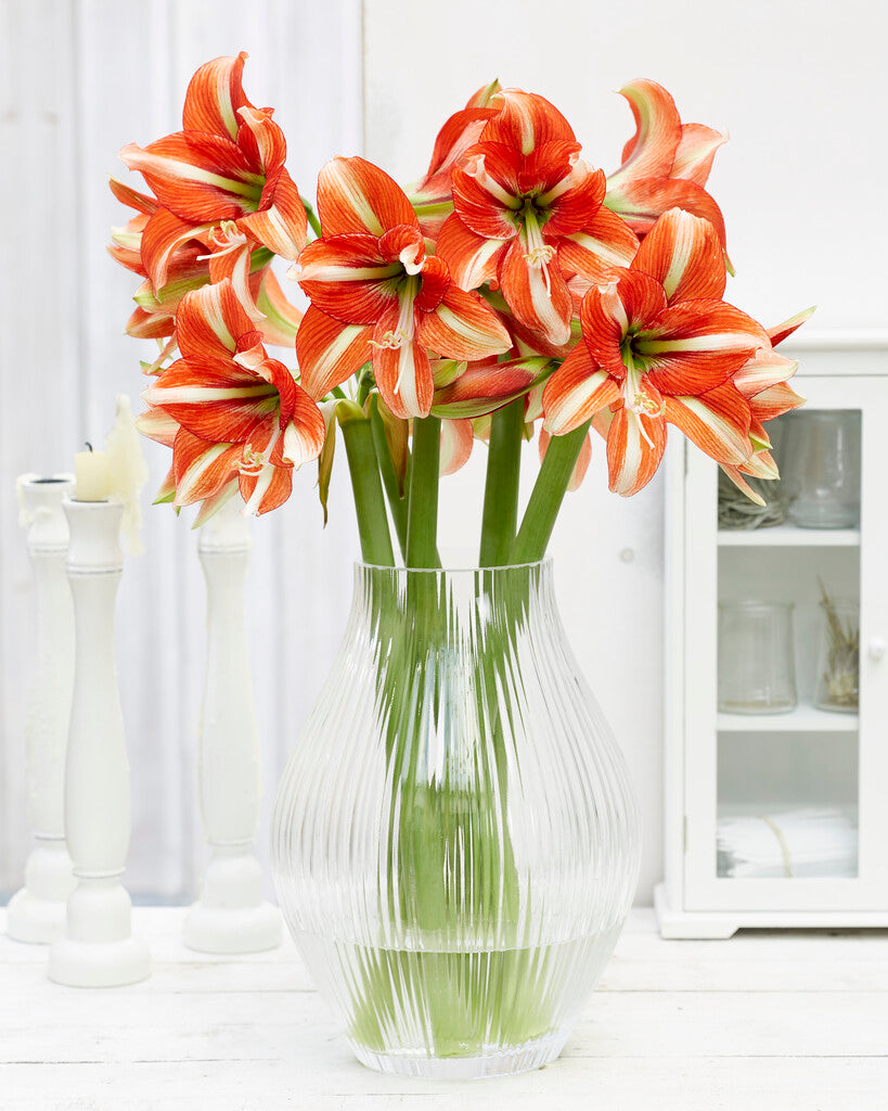 Amaryllis Sphinx