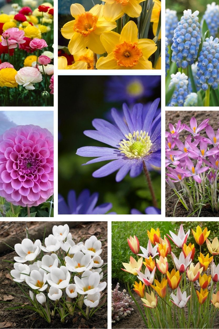 Spring Joy Naturalizing Flower Bulb Package