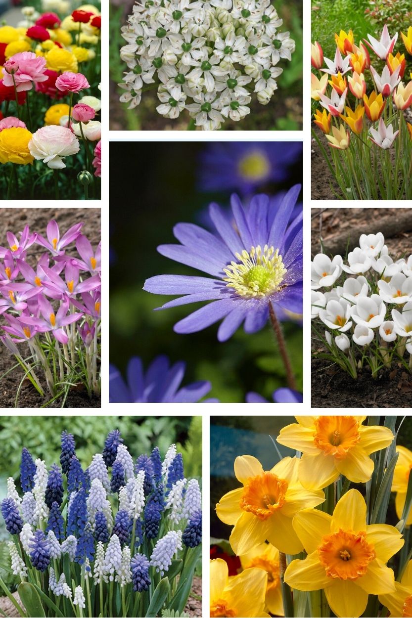 Spring Joy Naturalizing-Blumenzwiebelpaket
