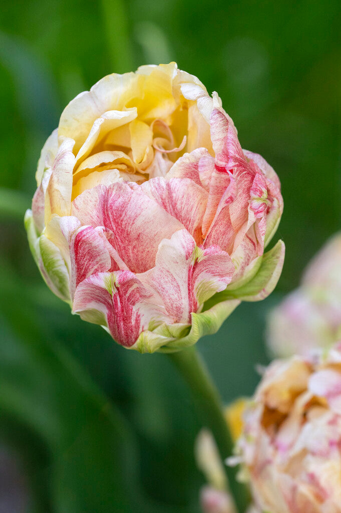 Tulipa Sprinkle Dip