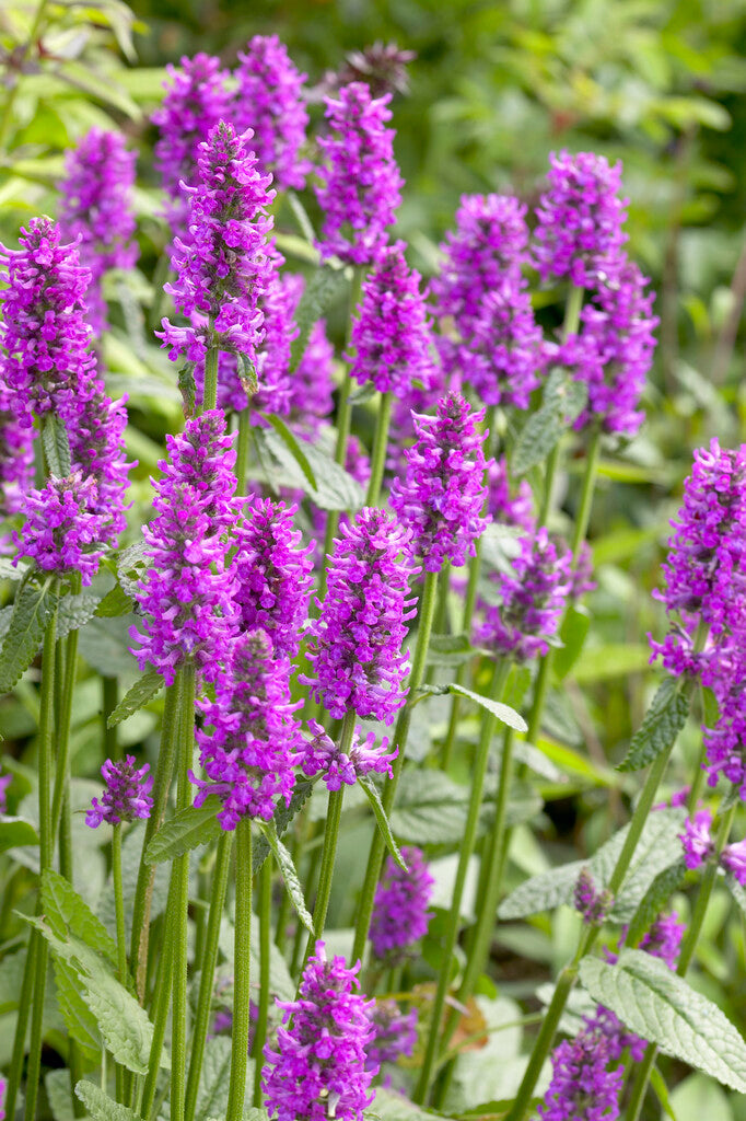 Stachys Hummelo XL