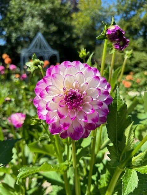 Dahlia Stardust