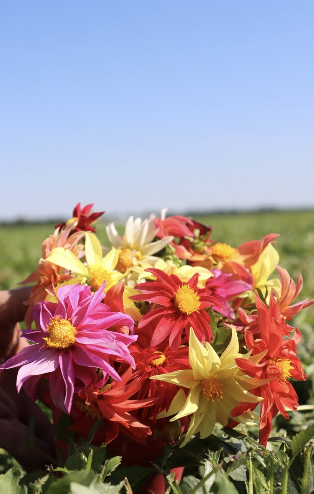 Dahlia Starmix