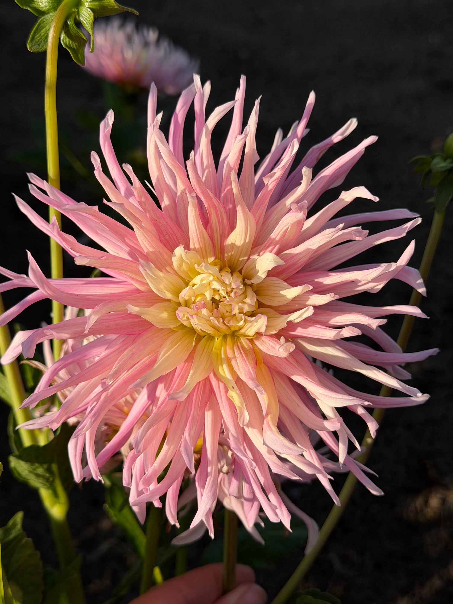 Dahlia Star's Favorite