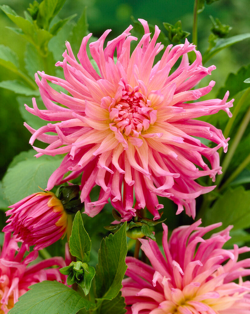 Dahlia Star's Favourite