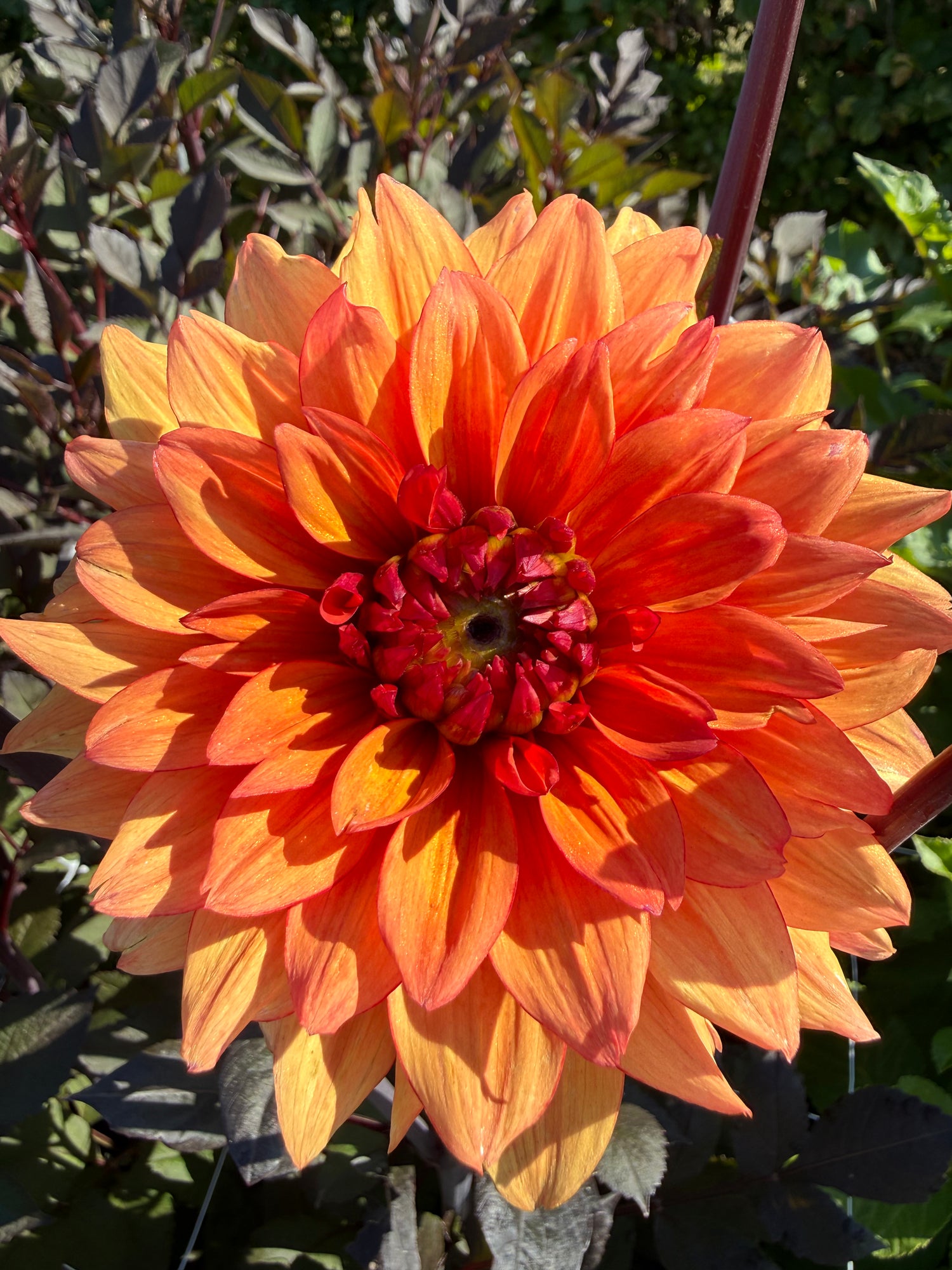 Dahlia Statue of Orange