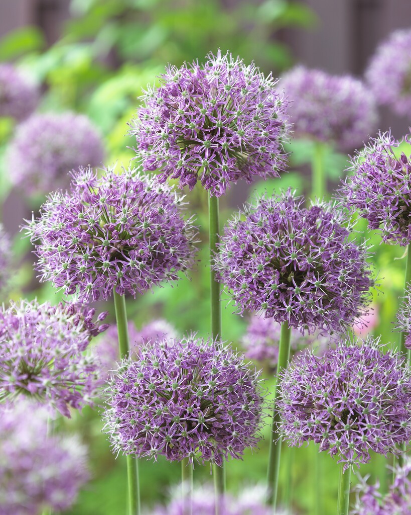 Allium Stipitatum