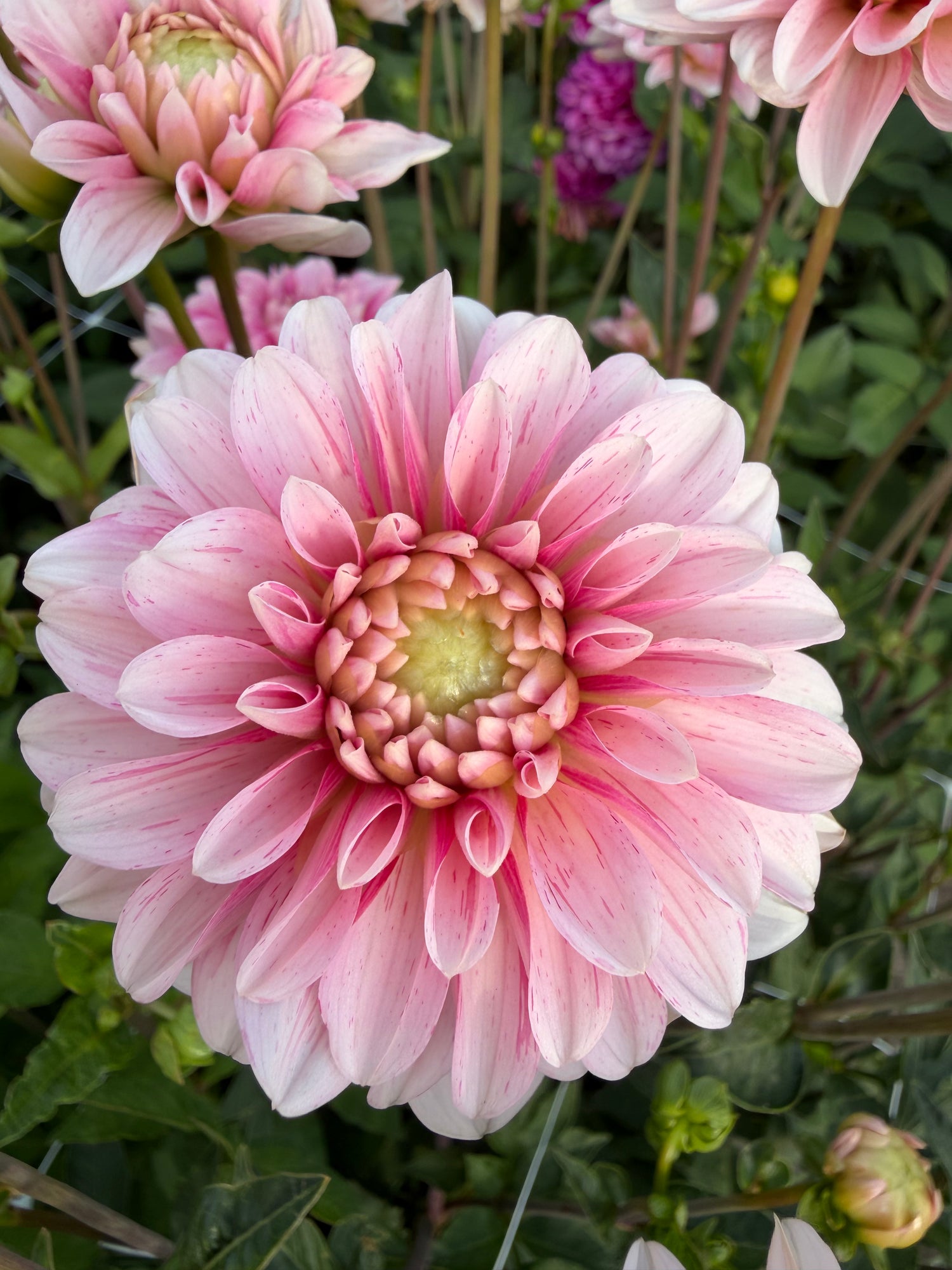 Dahlia Strawberry Cream