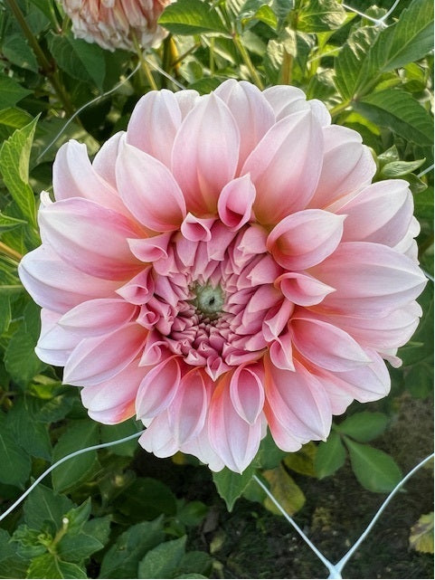 Dahlia Strawberry Cream