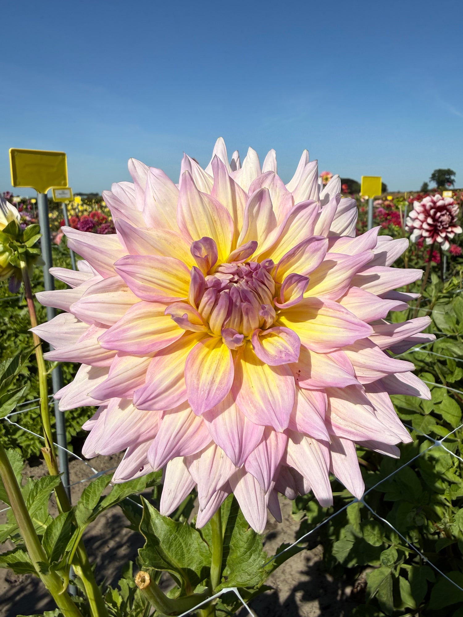 Dahlia Strawberry Ice