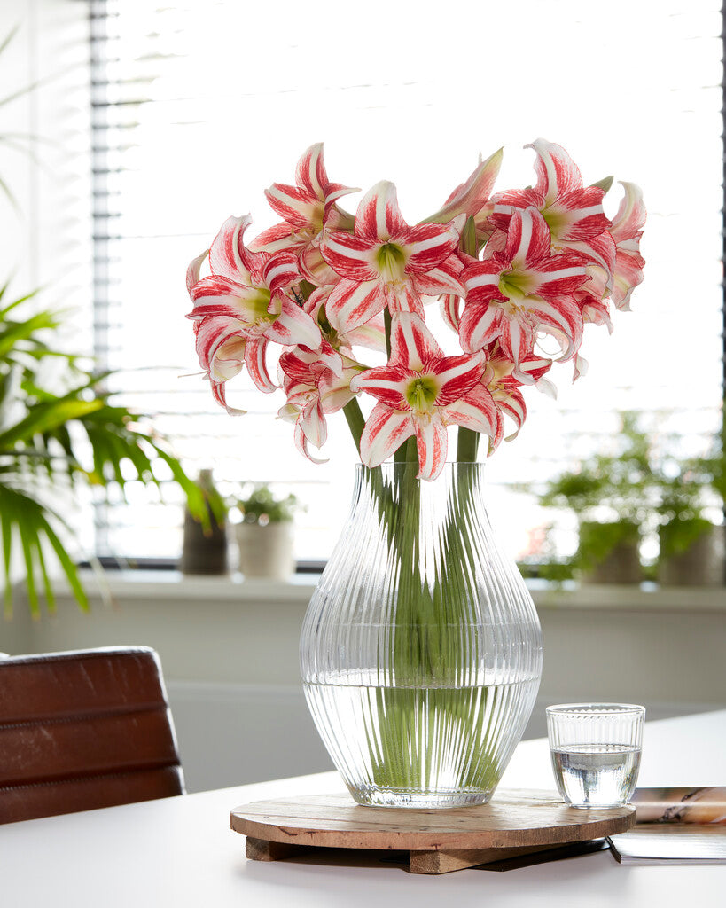 Amaryllis Strawberry Ice