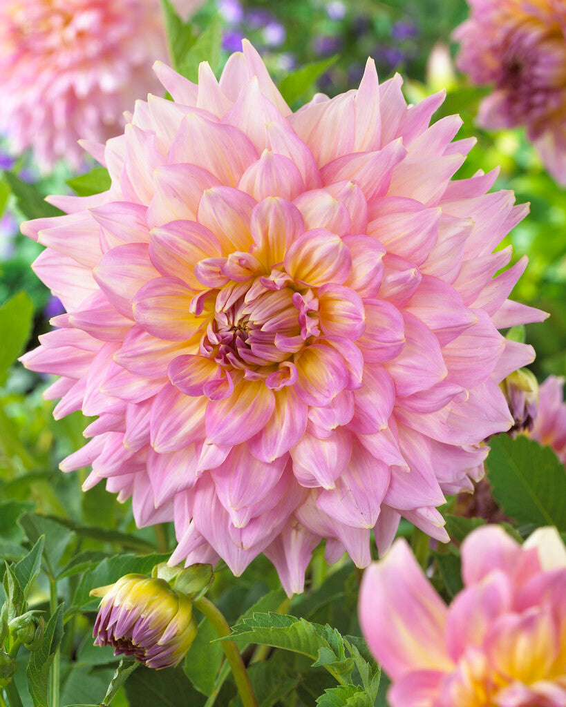 Dahlia Strawberry Ice