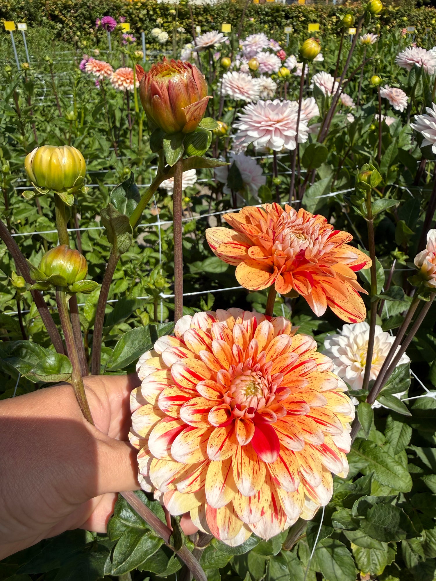 Dahlia Striped Nagano