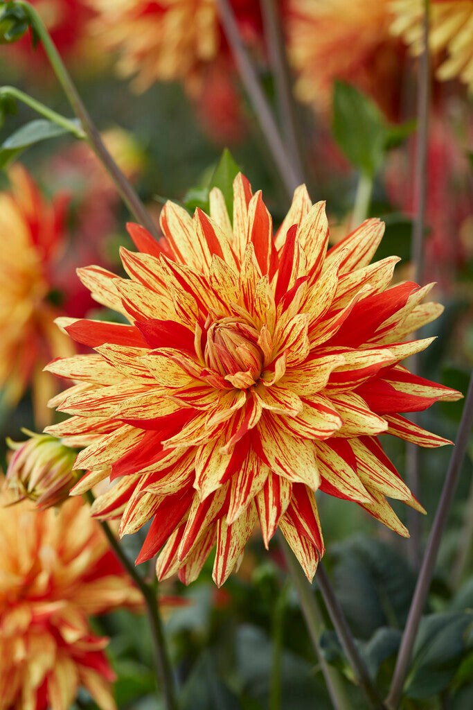 Dahlia Striped Vulcan