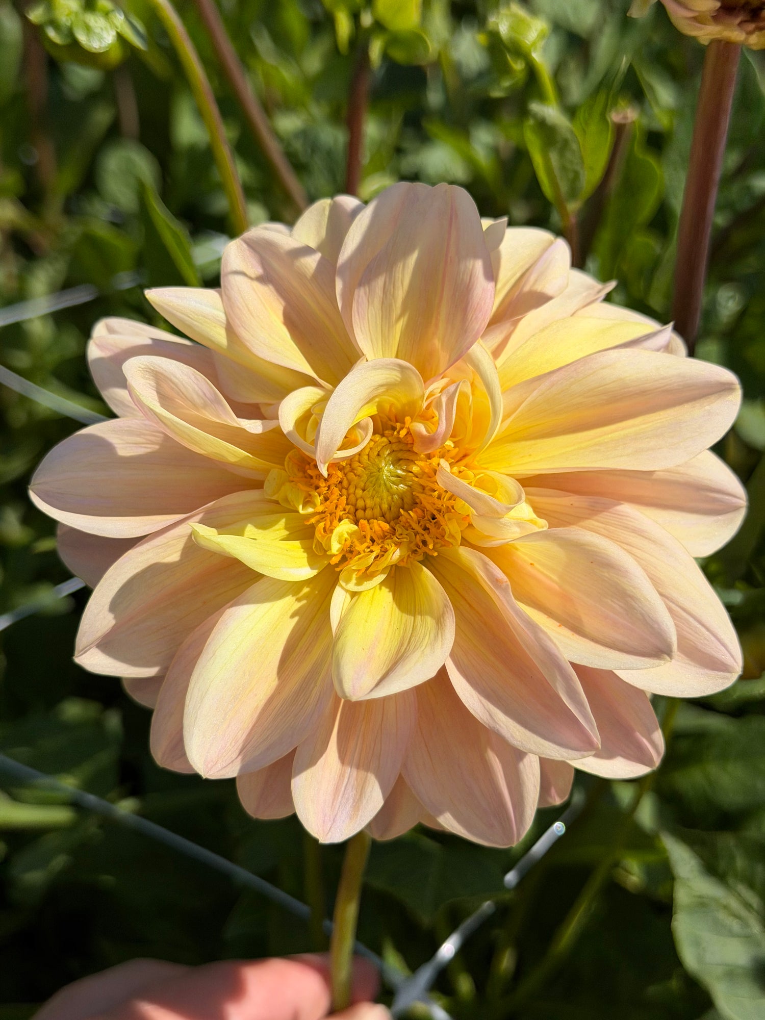 Dahlia Sturm Sweet Maria