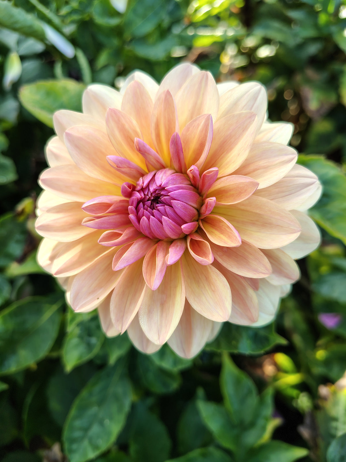 Dahlia Sturm Sweet Maria