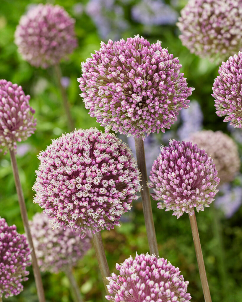 Allium Summer Drummer