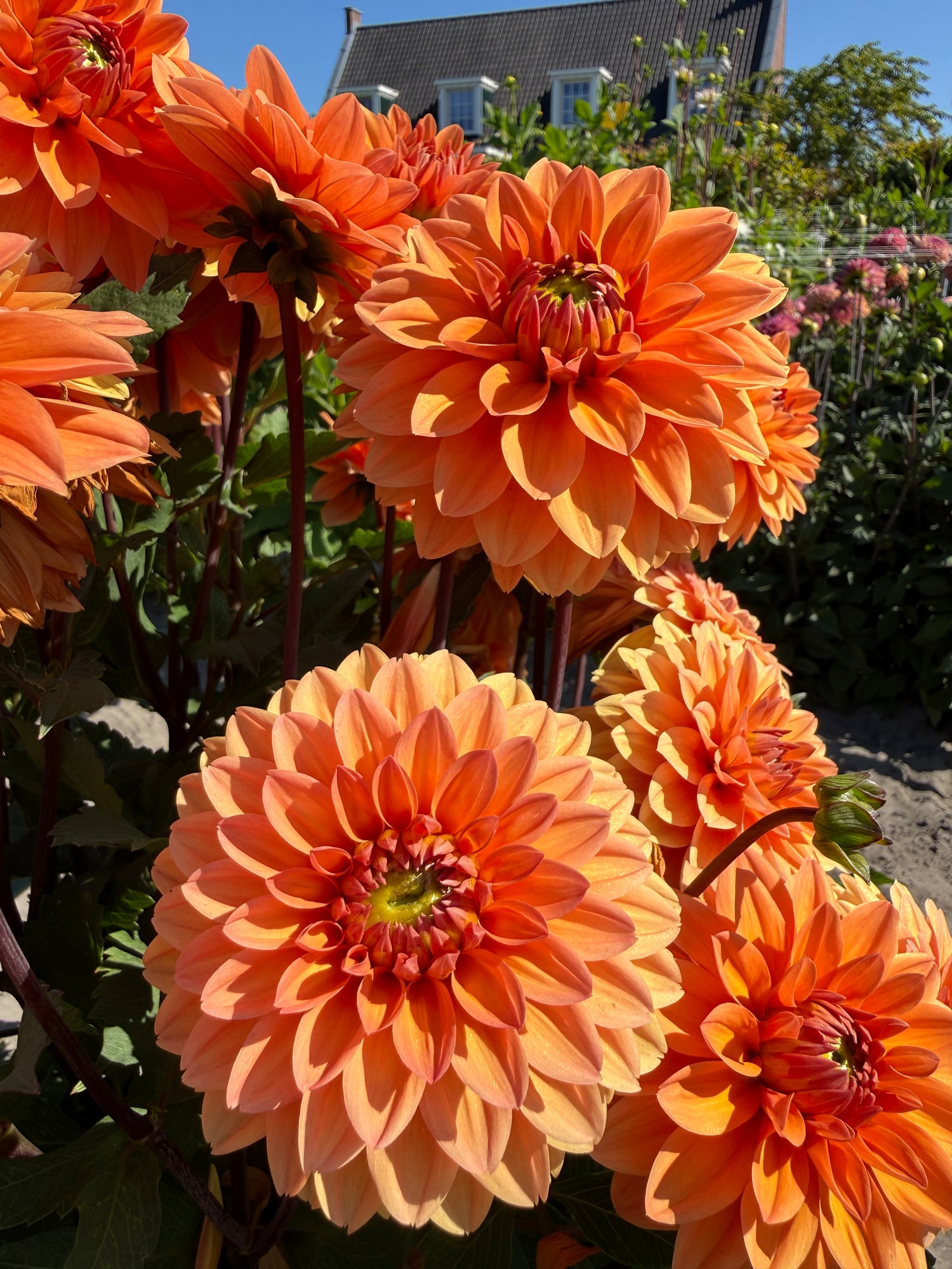 Dahlia Summer Flame