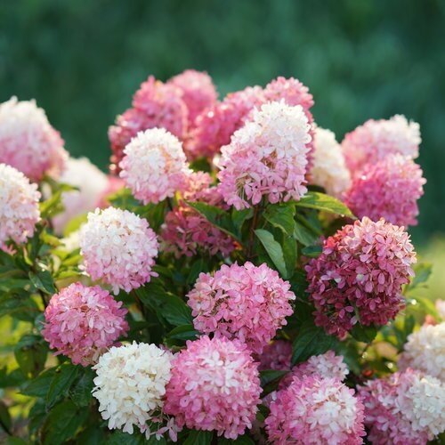 Hydrangea Paniculata Sundae Fraise