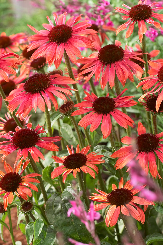 Echinacea Sonnenuntergang