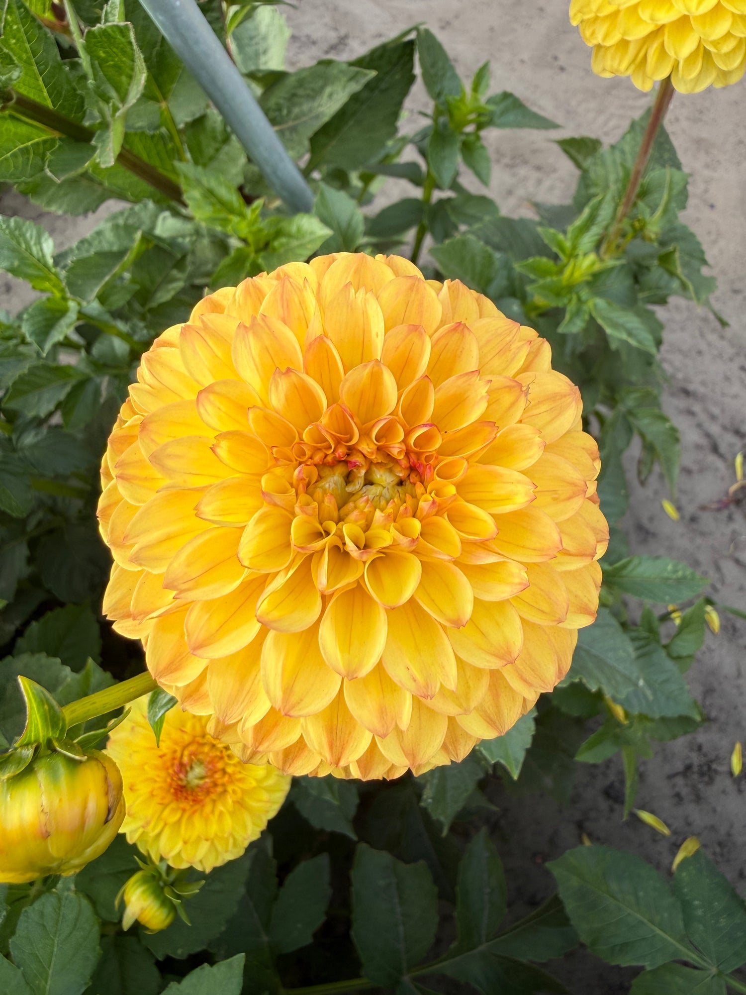Dahlia Sunny Boy