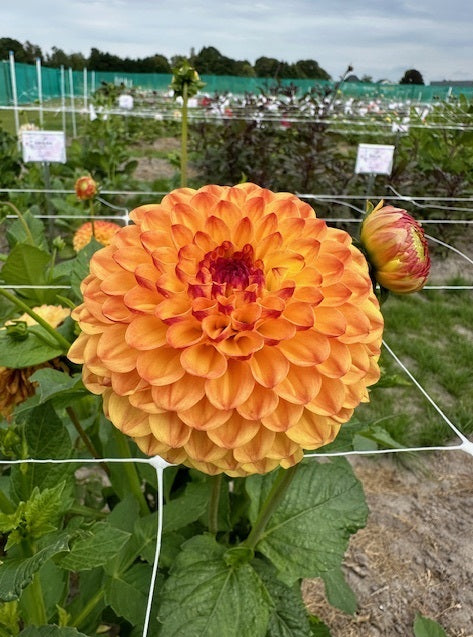 Dahlia Sunny Boy