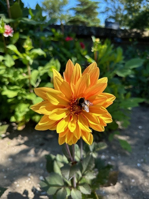 Dahlia Sunrich Orange