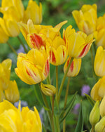 Tulipa Sunshine Club