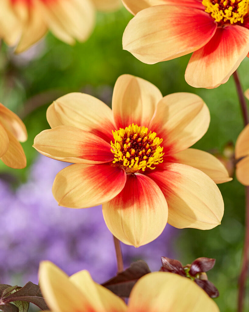 Dahlia Sunshine (Moonfire)