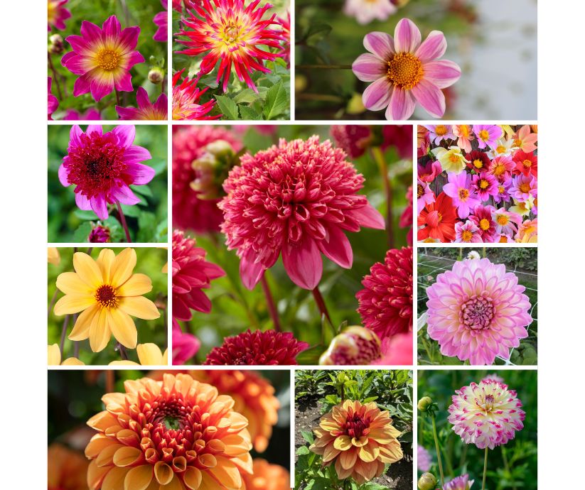 Dahlia Surprise Pakket 25 stuks!!!