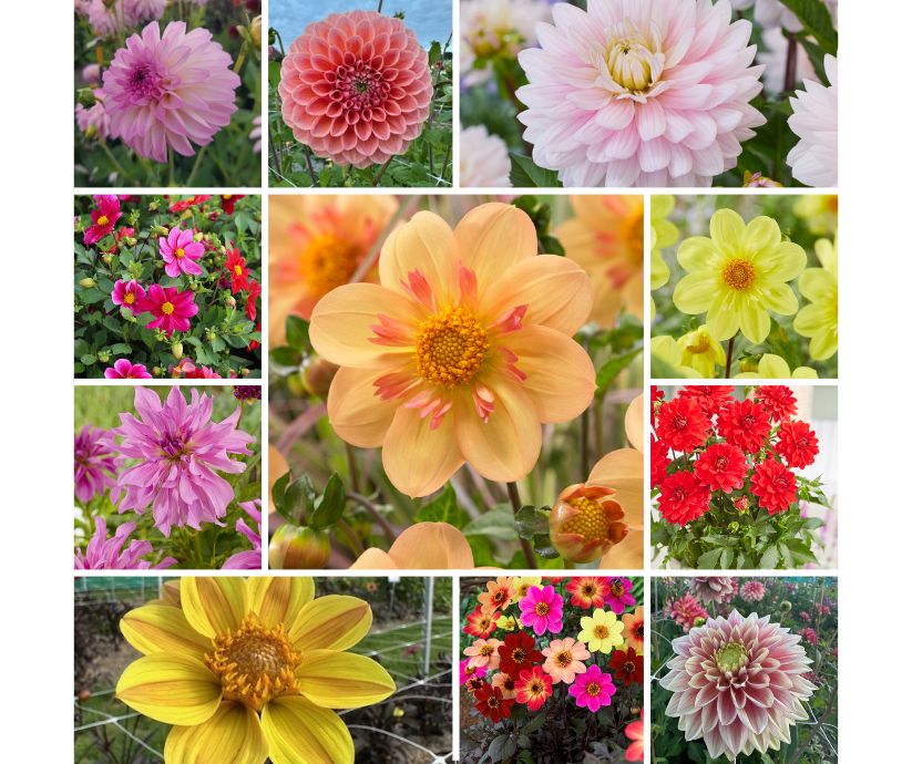 Dahlia surprise pakket 10 stuks