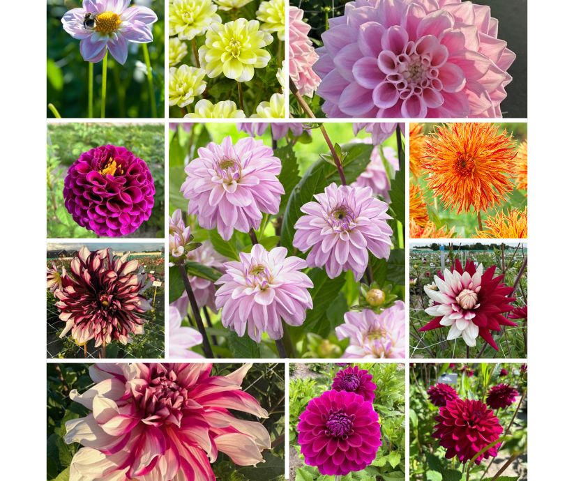 Dahlia Surprise Pakket 25 stuks!!!