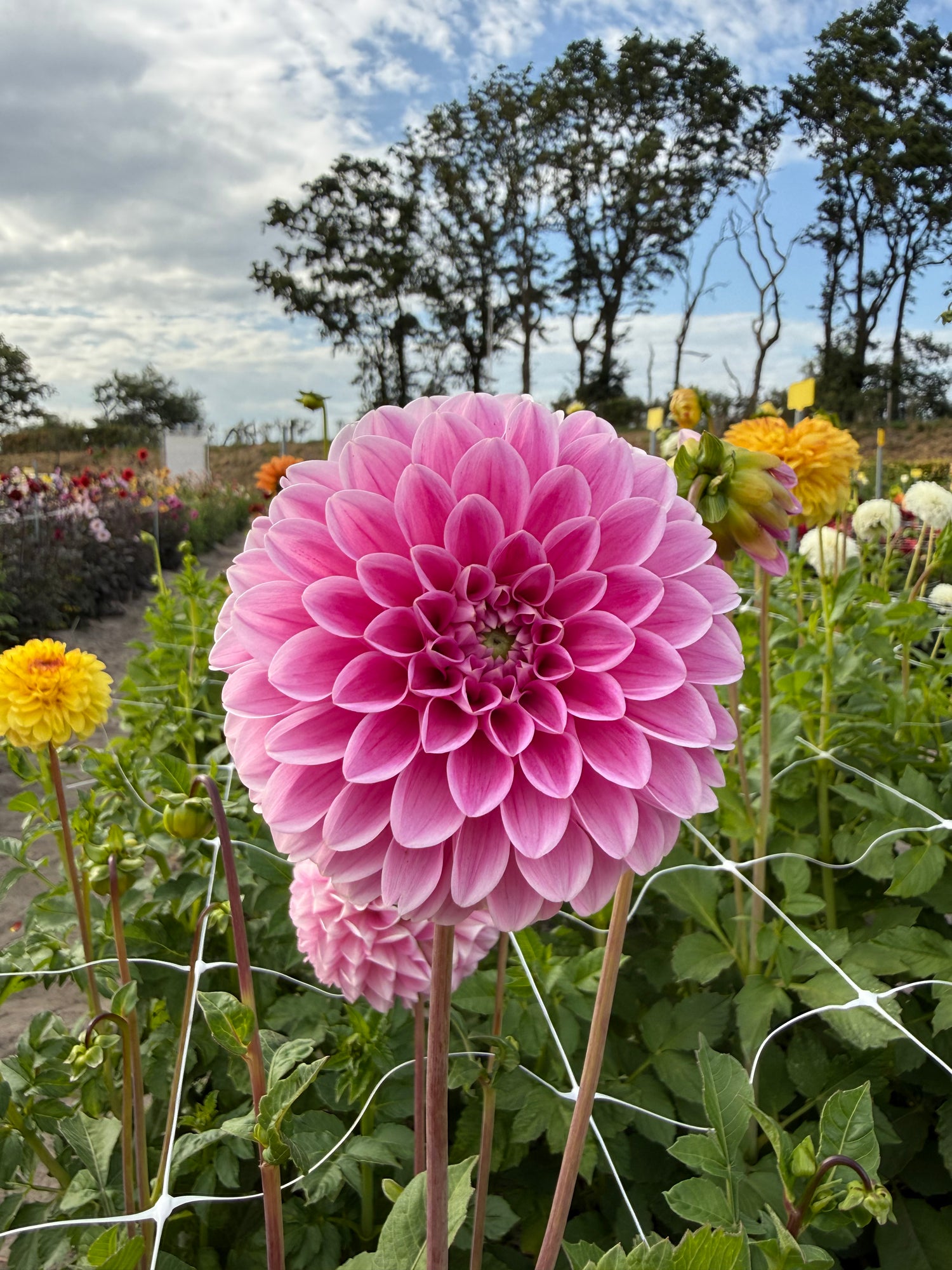 Dahlia Sweet Fabienne