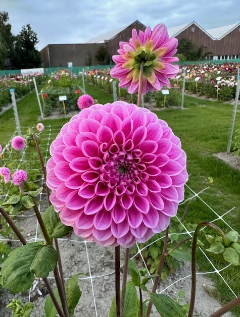 Dahlia Sweet Fabienne