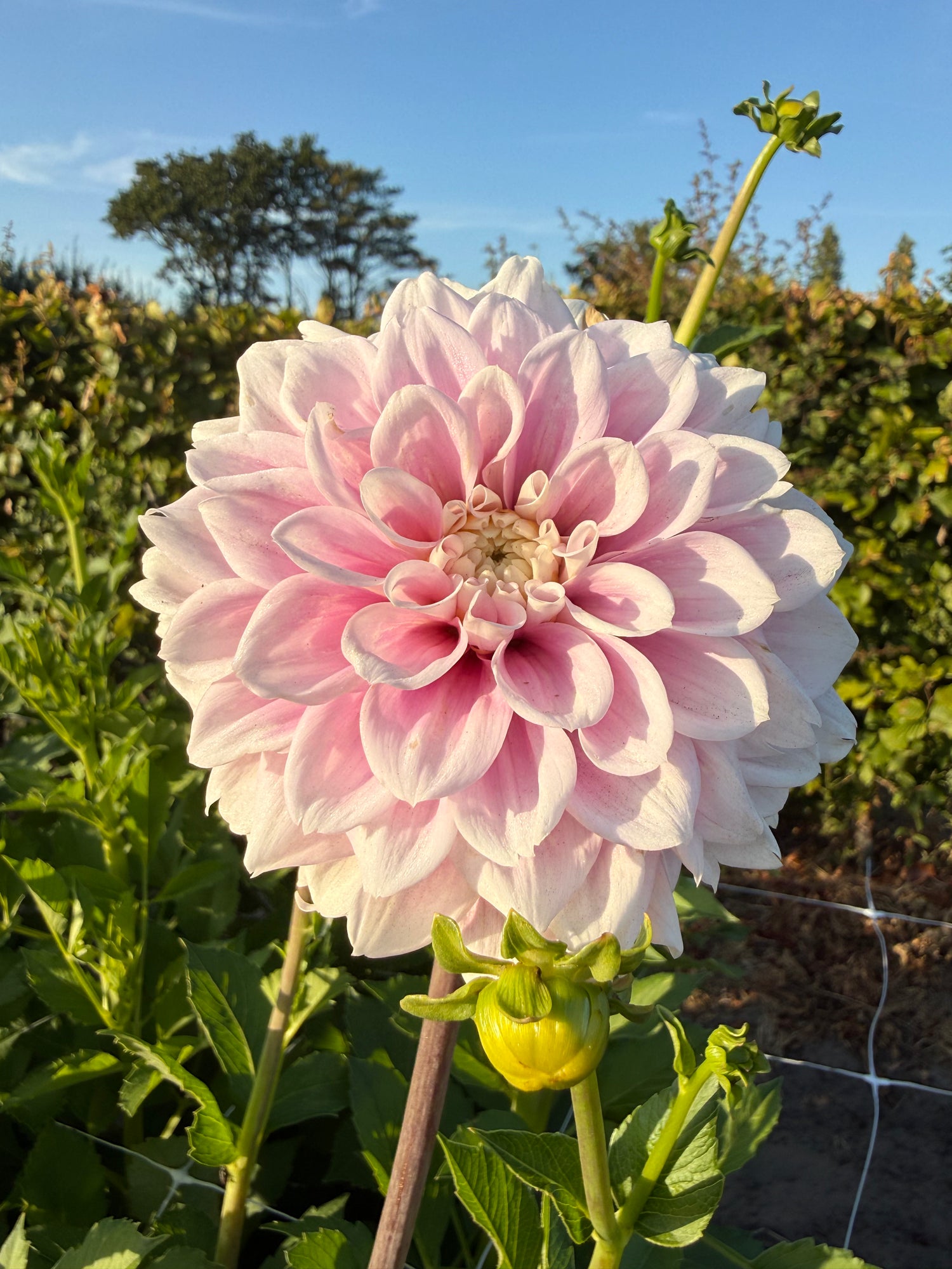 Dahlia Sweet Love