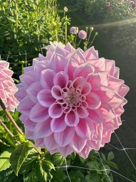 Dahlia Sweet Love