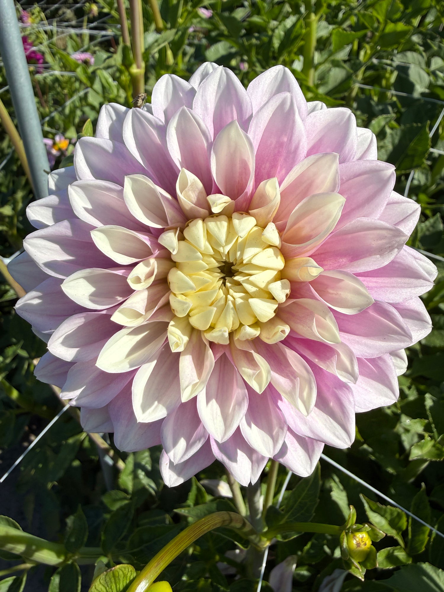 Dahlia Sweet Lucille