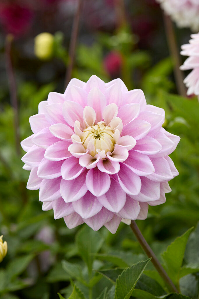Dahlia Sweet Lucille