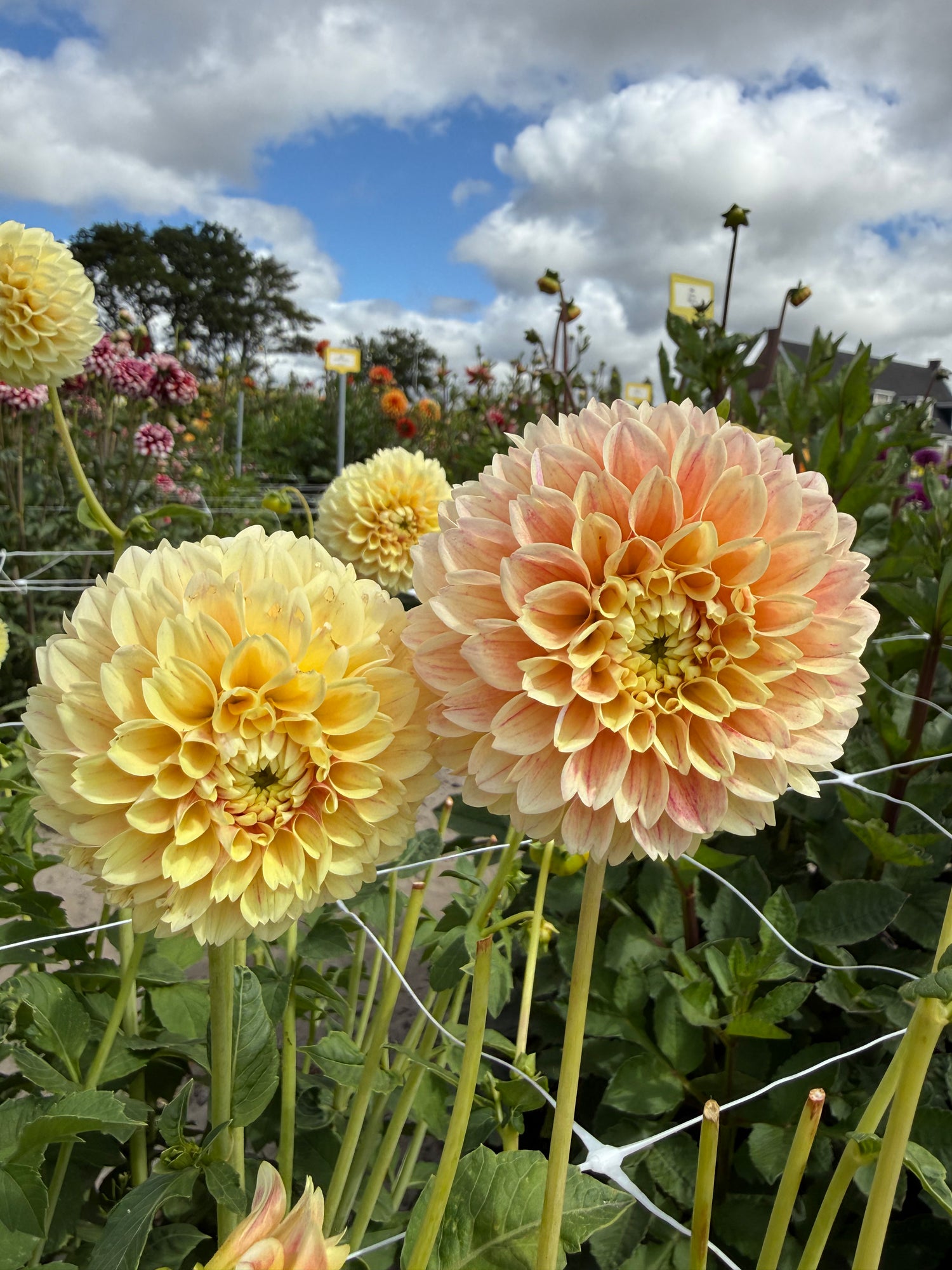 Dahlia Sweet Suzanne