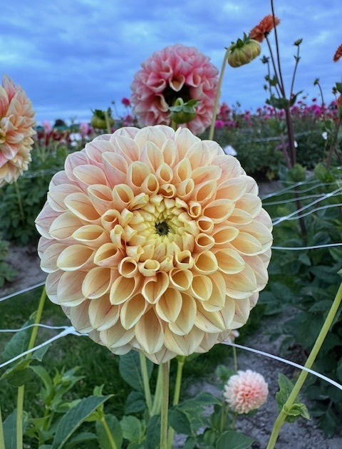 Dahlia Sweet Suzanne