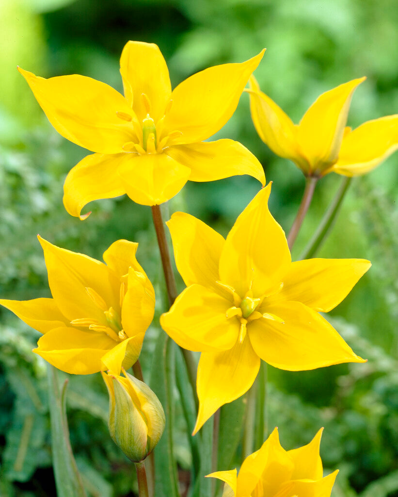 Tulipa Sylvestris