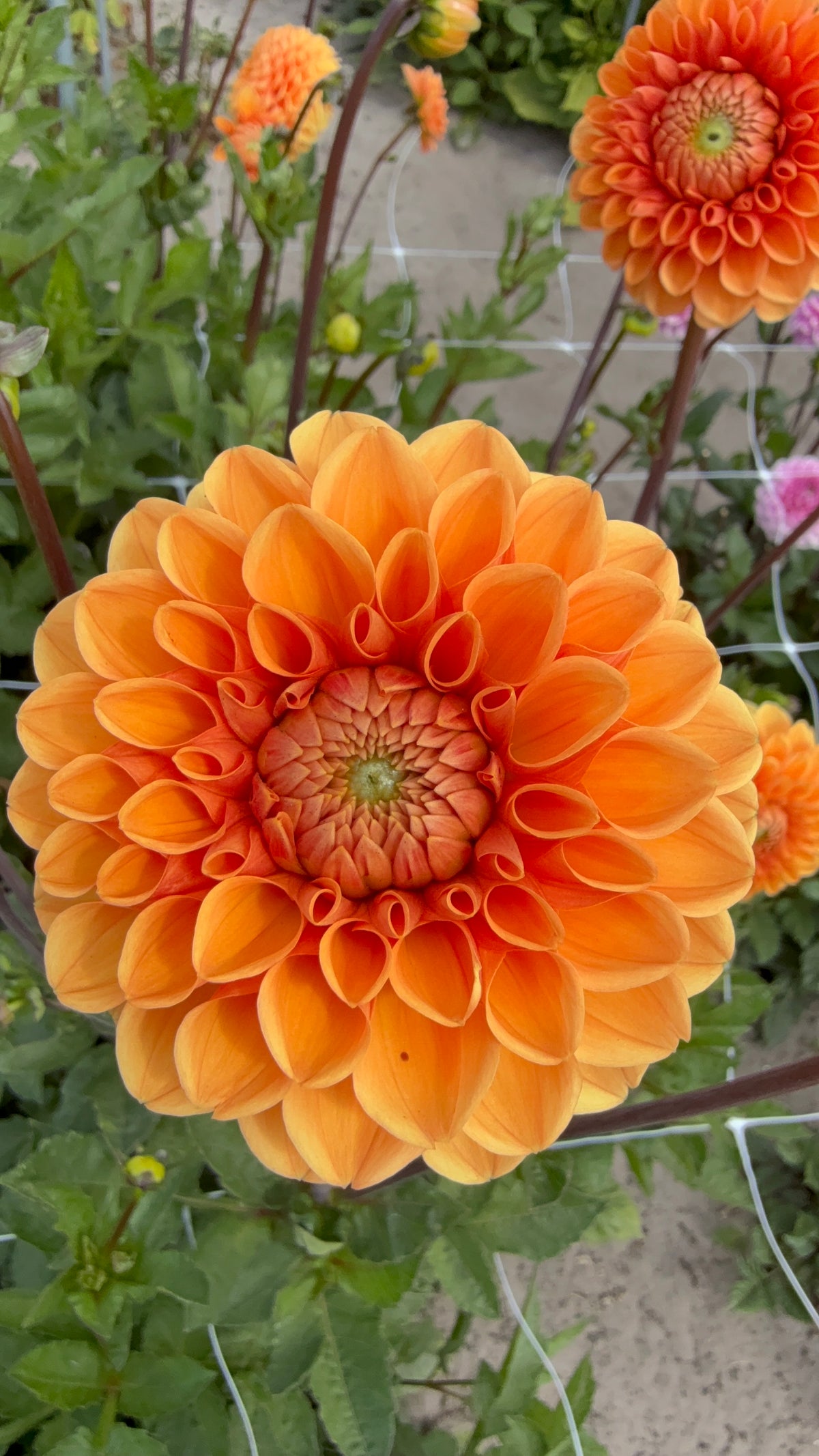 dahlia sylvia