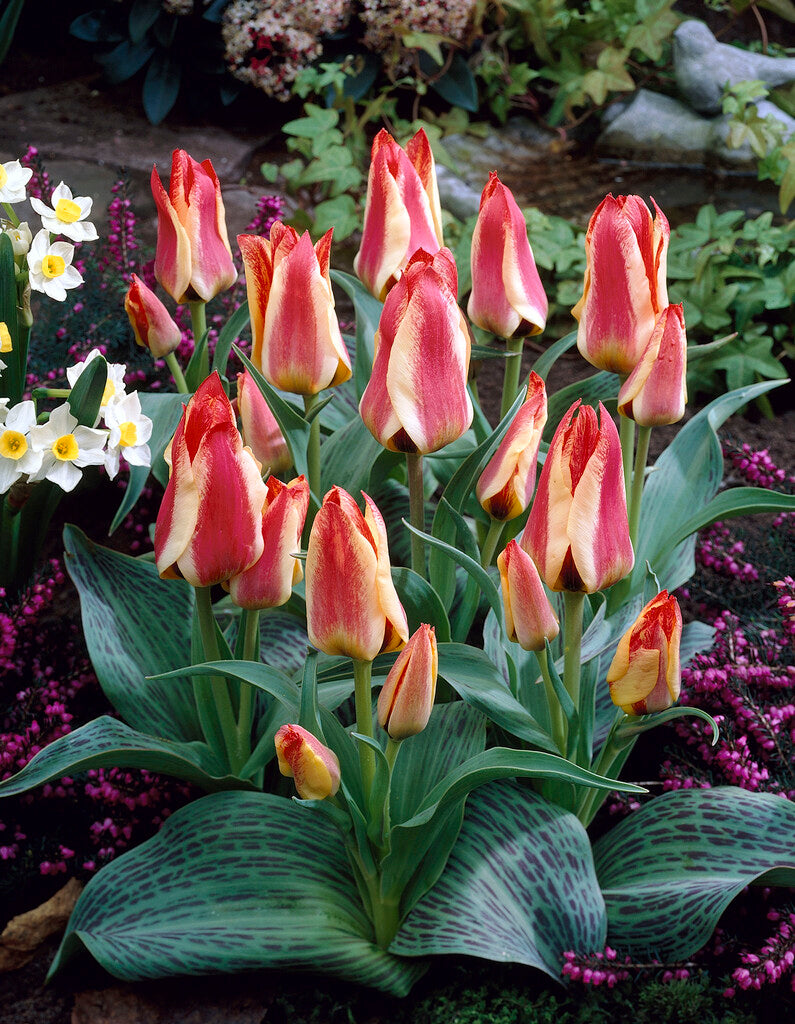 Tulipa Sylvia Warder