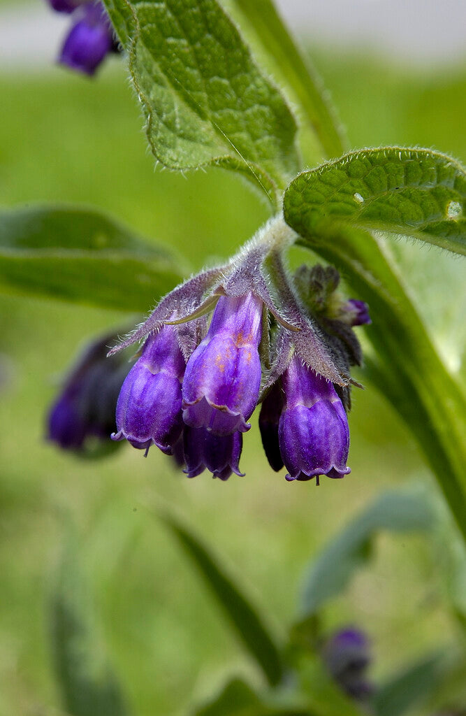 Symphytum Officinale